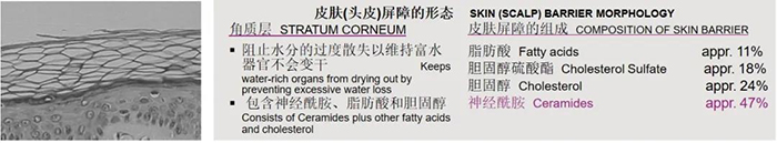 神经酰胺4.jpg