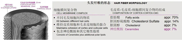 神经酰胺5.jpg